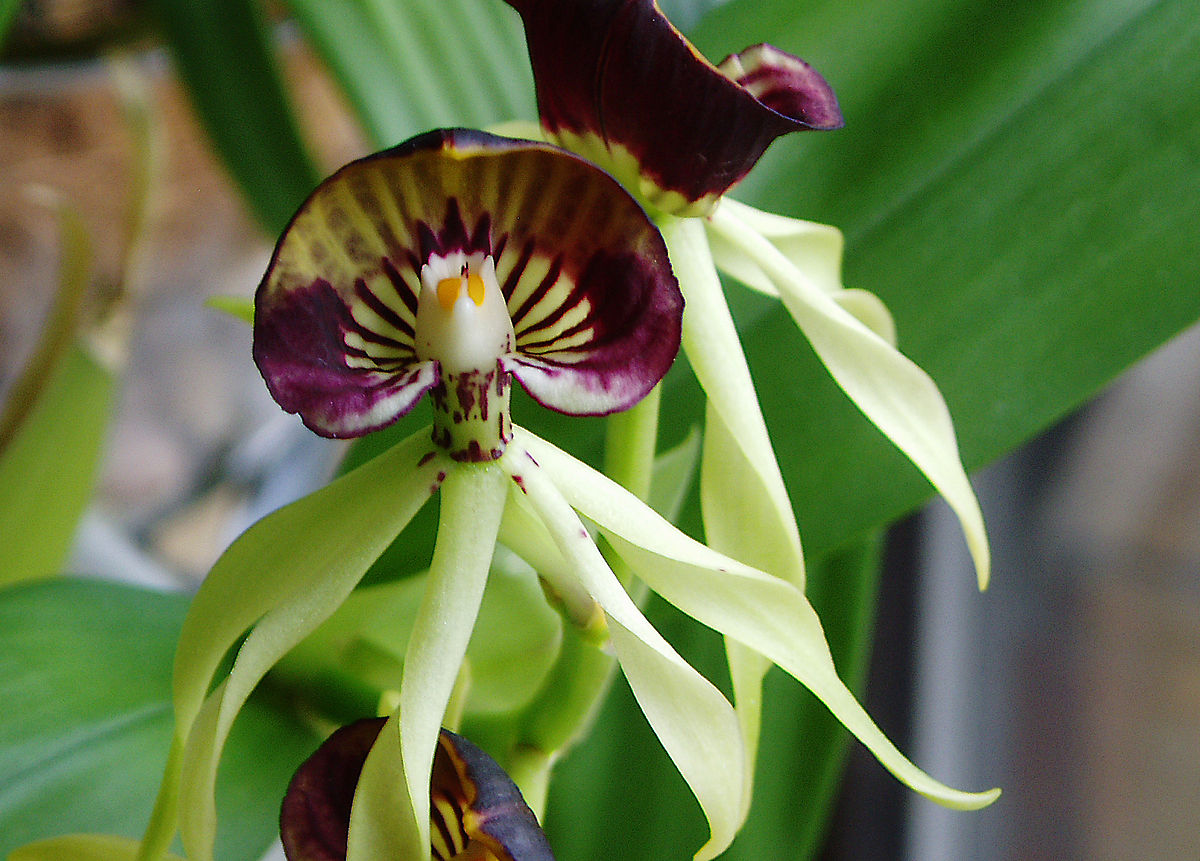 Prosthechea cochleata