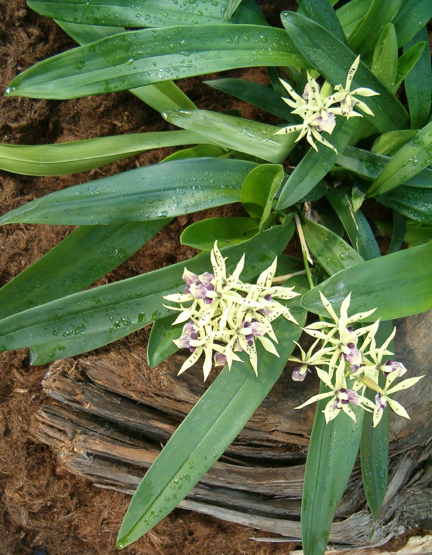 Prosthechea_cochleata_6a