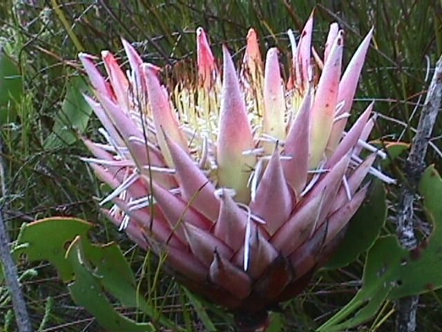 Protea Cynaroides