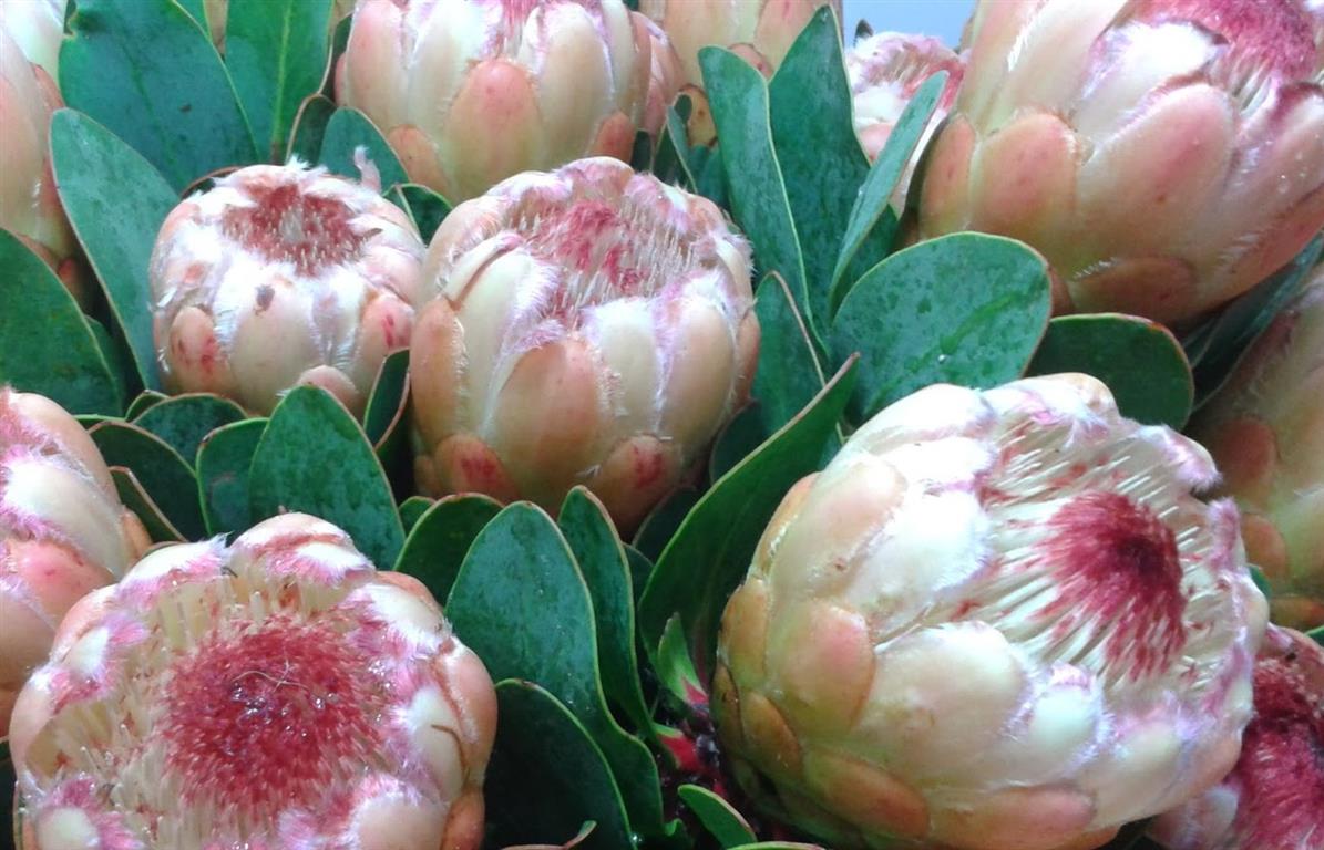 Protea Grandicolor,