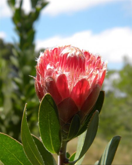 Protea Mini Mink (Lacticolor)