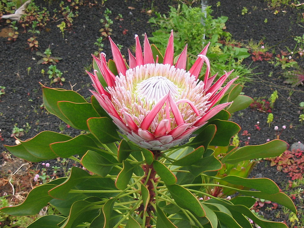 Protea-rei (Cynaroides)