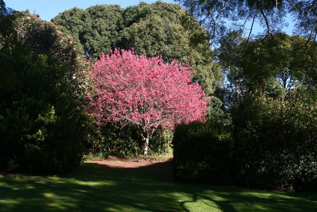 Prunus Campanulata