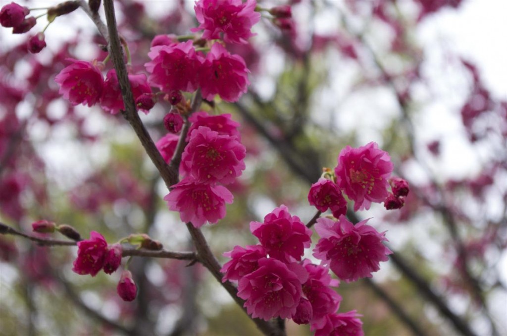 Prunus Campanulata_33