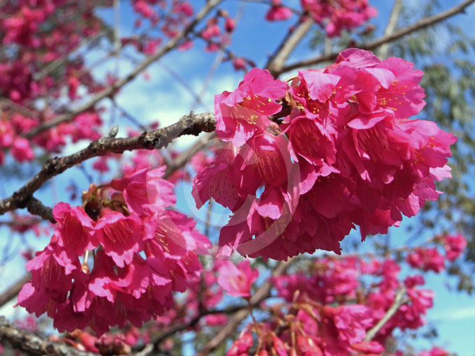 Prunus-campanulata-1