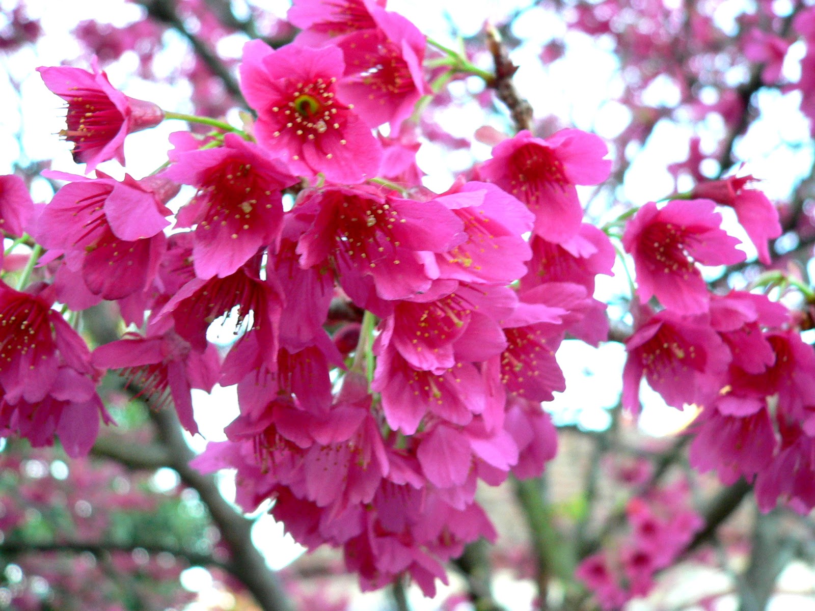 Prunus campanulata