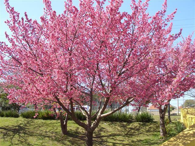 Prunus campanulata_222