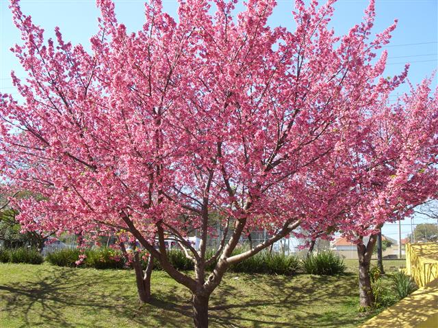 Prunus campanulata_222