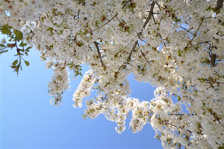 Prunus lannesiana Wheels-var-speciosa Makino