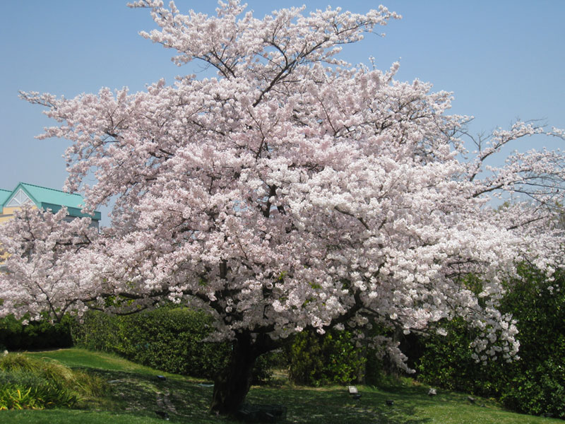 Prunus_cerrulata