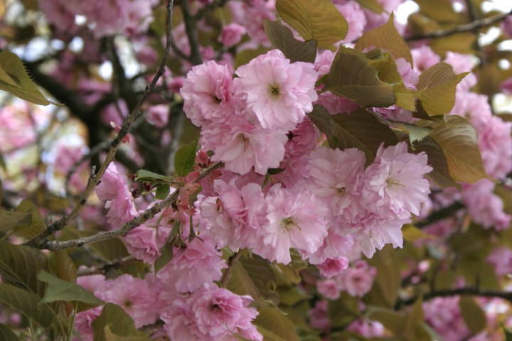 _Prunus_serrulata_0