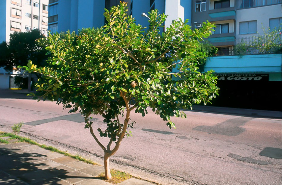 Araçá - Psidium Cattleianum