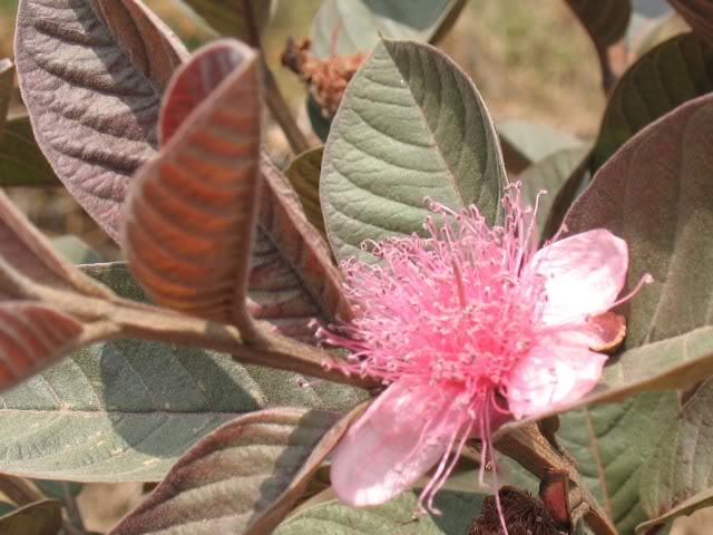 Psidium Guajava