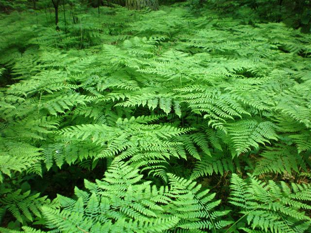 Pteridium aquilinum ssp. latiusculum