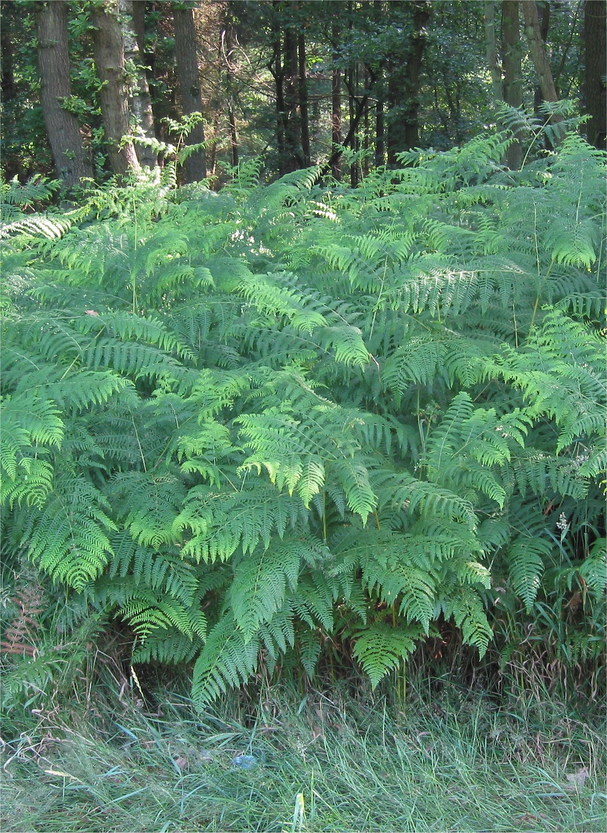 Pteridium_aquilinum