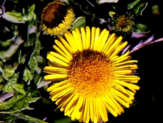Pulicaria odora Pulicaria odora