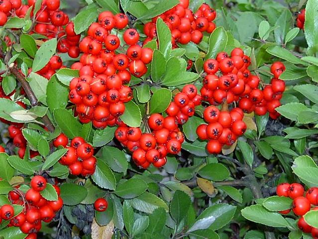 Pyracantha