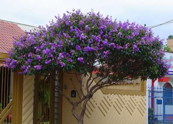 Quaresmeira (Tibouchina granulosa)