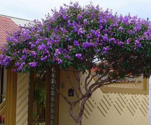 Quaresmeira (Tibouchina granulosa)