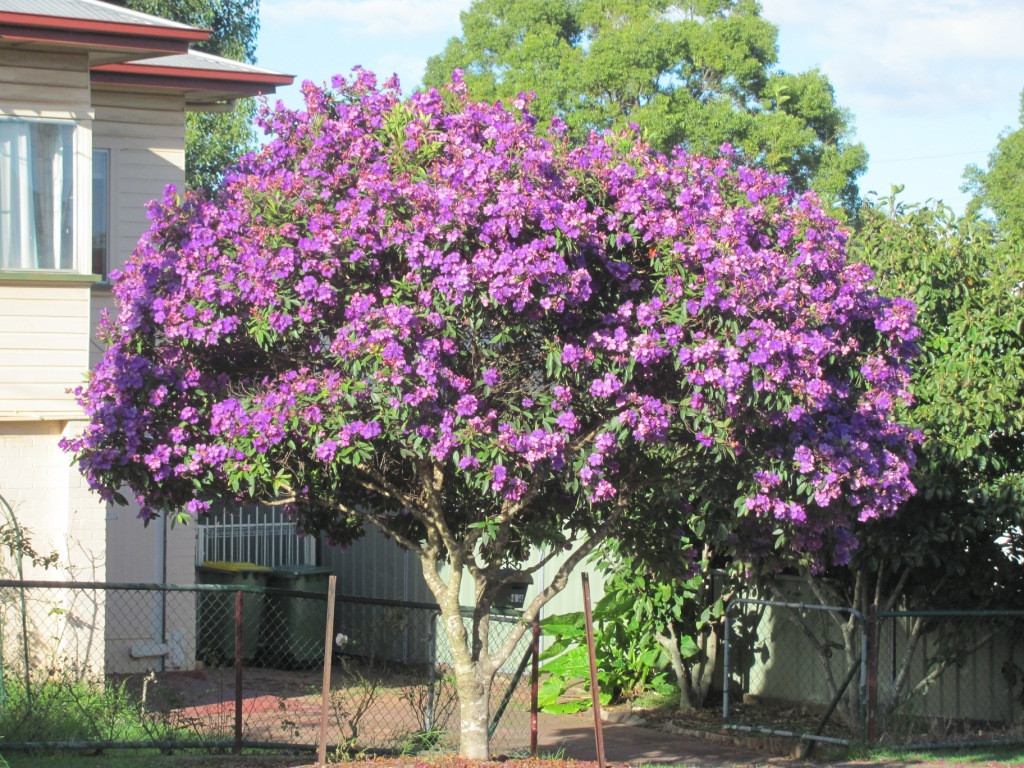 Quaresmeira (Tibouchina granulosa)