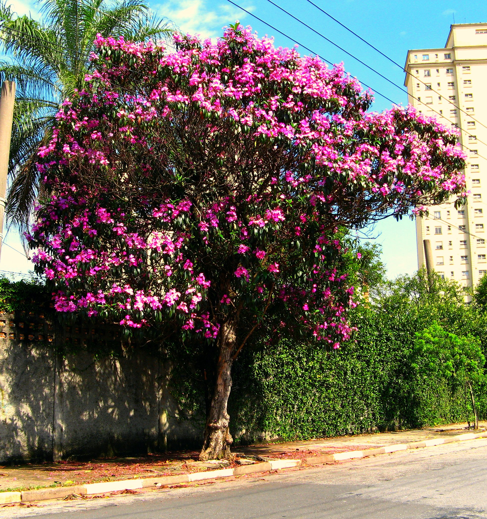 Quaresmeira (Tibouchina_Granulosa)