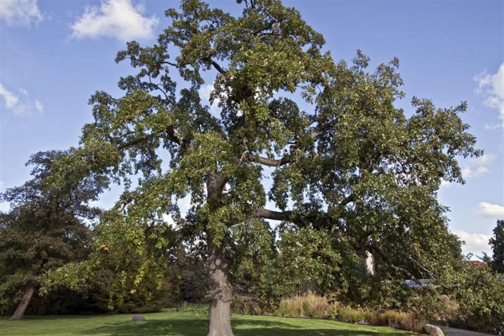 Quercus_pyrenaica 