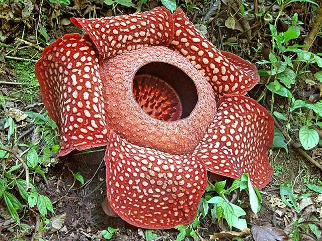 Rafflesia