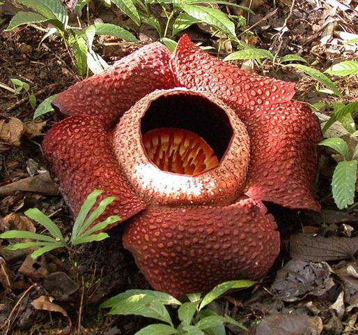 Rafflesia arnoldii