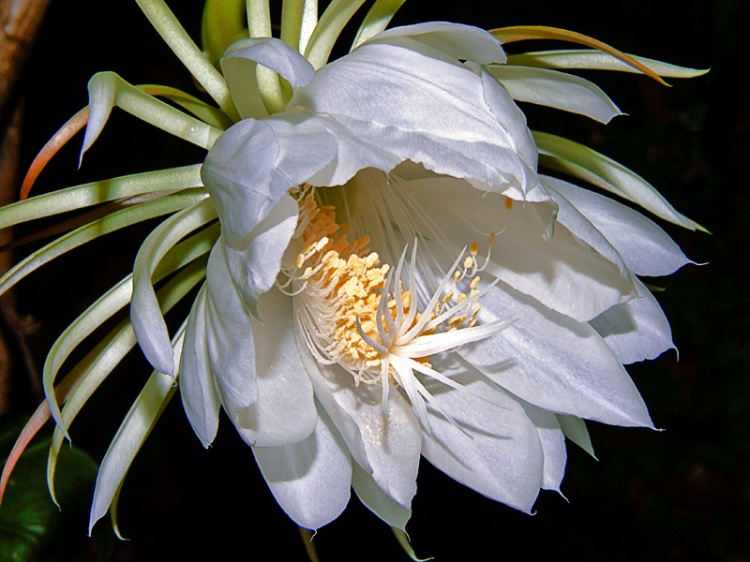 Rainha-da-noite – Hylocereus undatus