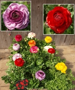 Ranunculus