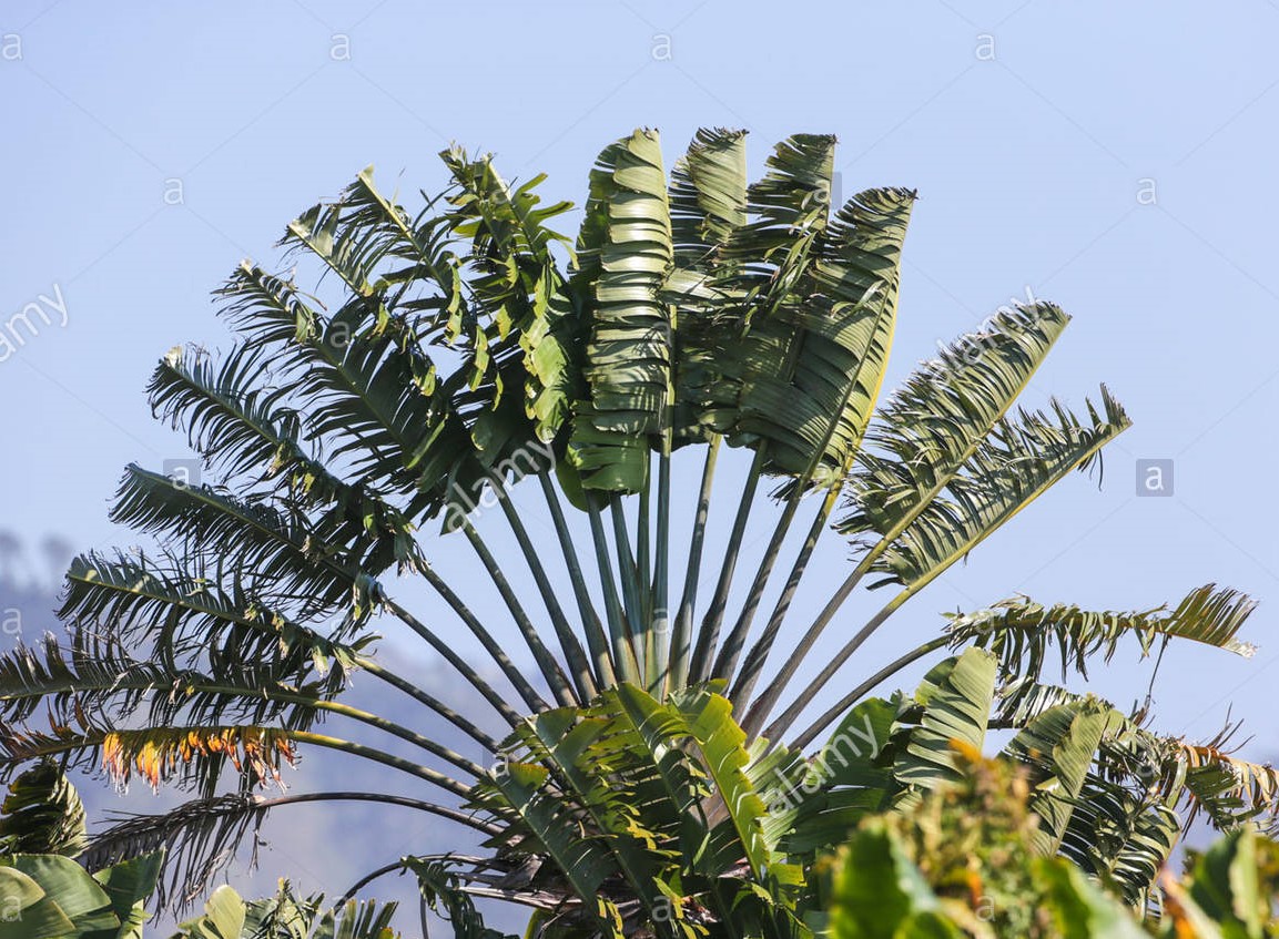 Ravenala madagascariensis