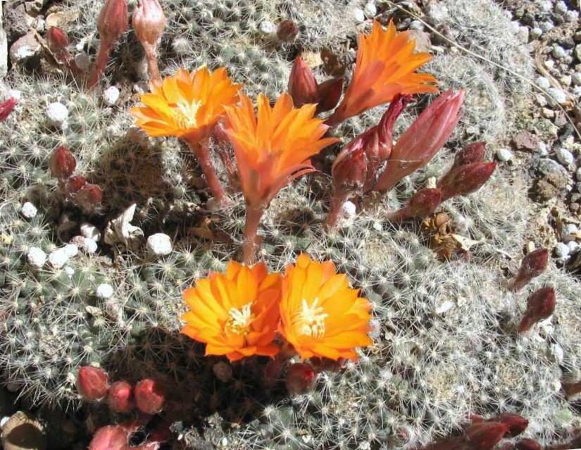 Rebutia flavistylus