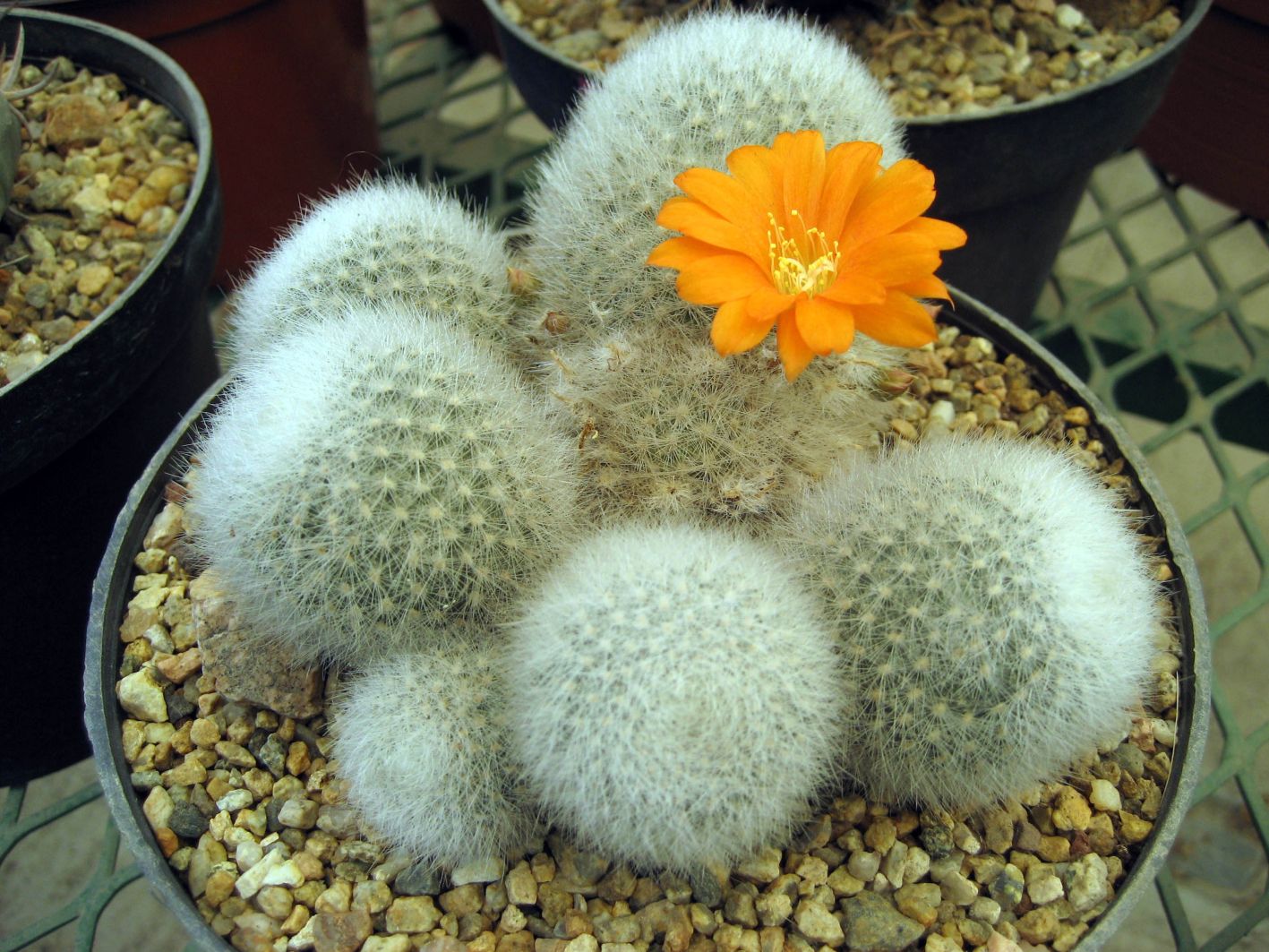 Rebutia muscula