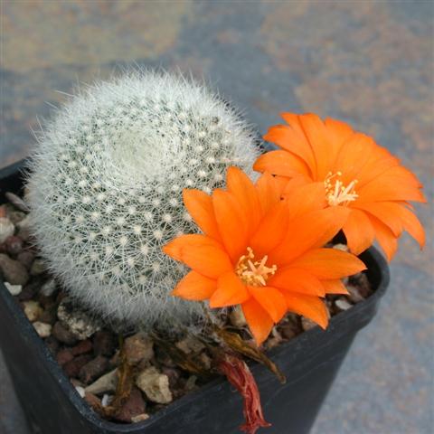 Rebutia_muscula