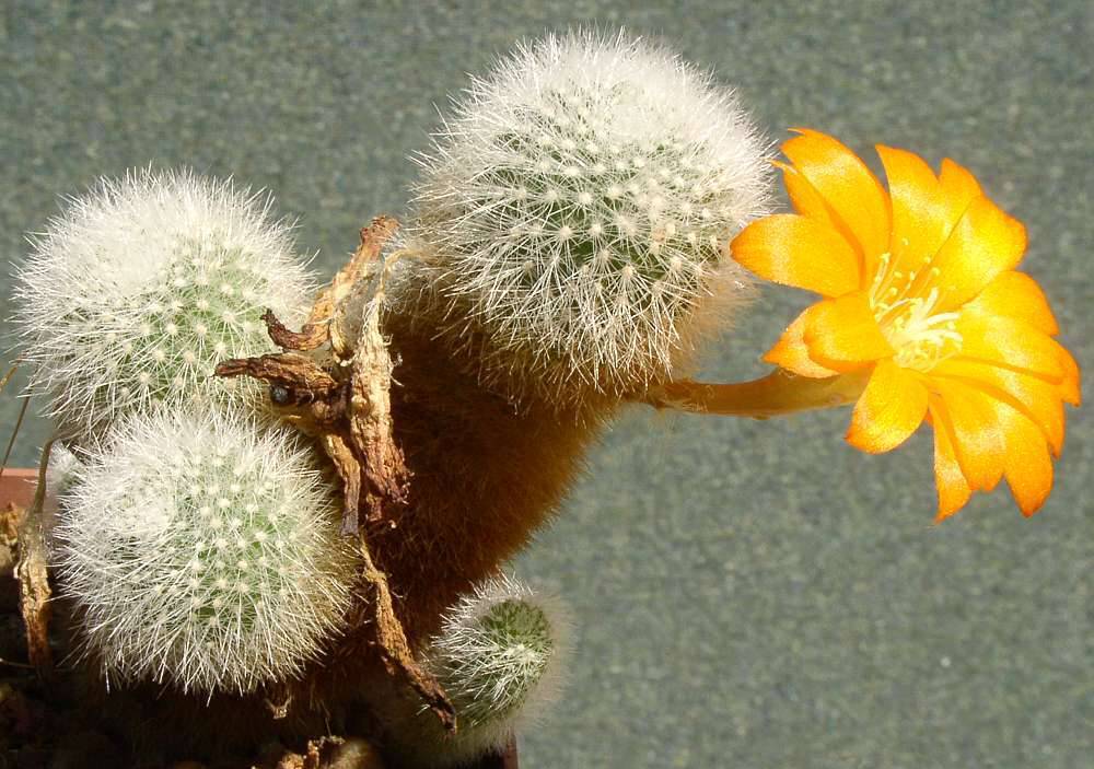 Rebutia_muscula_1