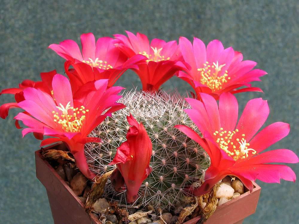 Rebutia_wessneriana_1