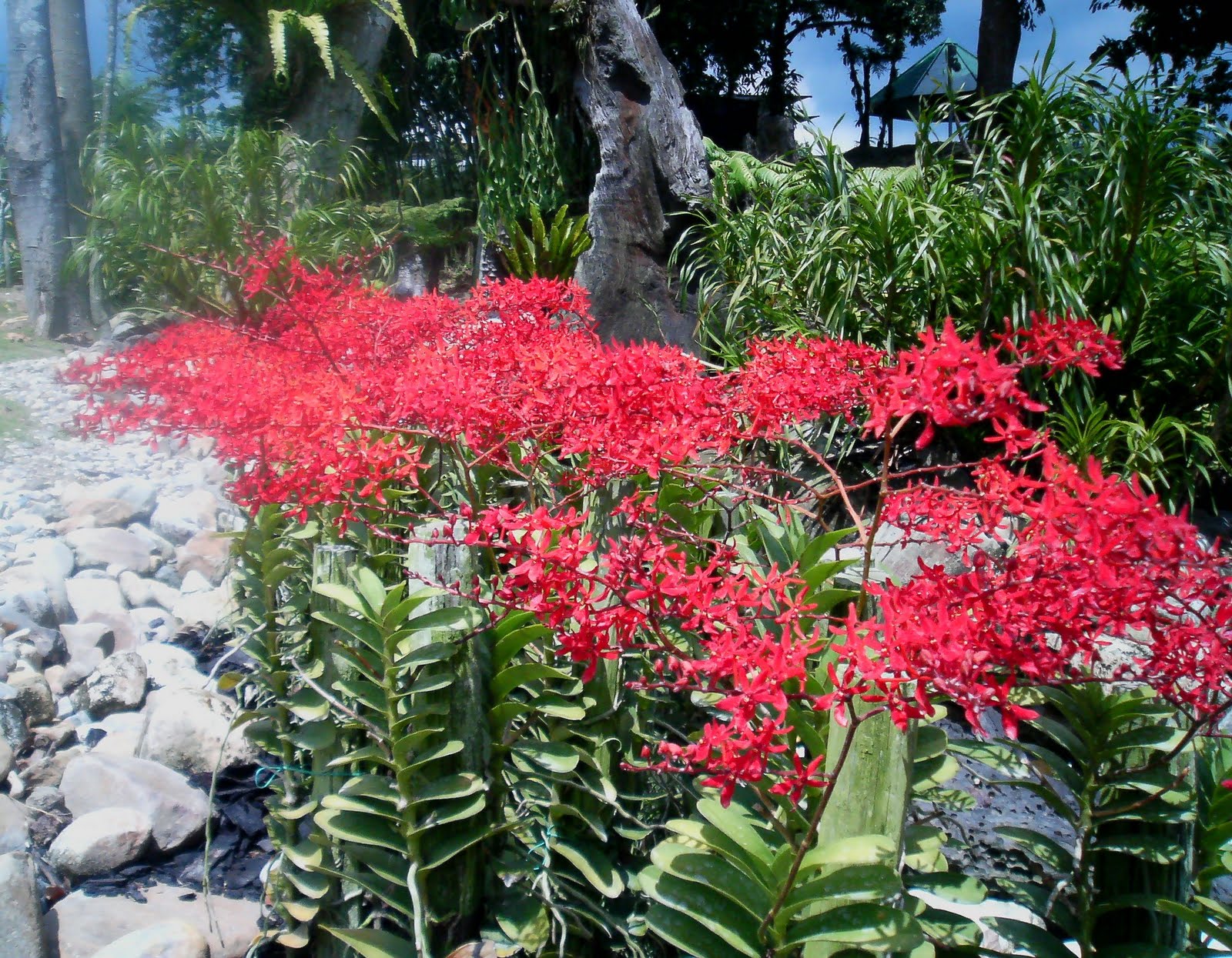 Renanthera Coccinea