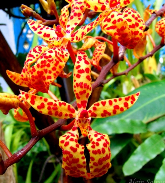 Renanthera SP