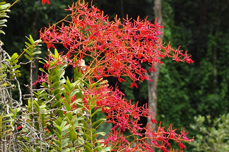 Renanthera-coccinea