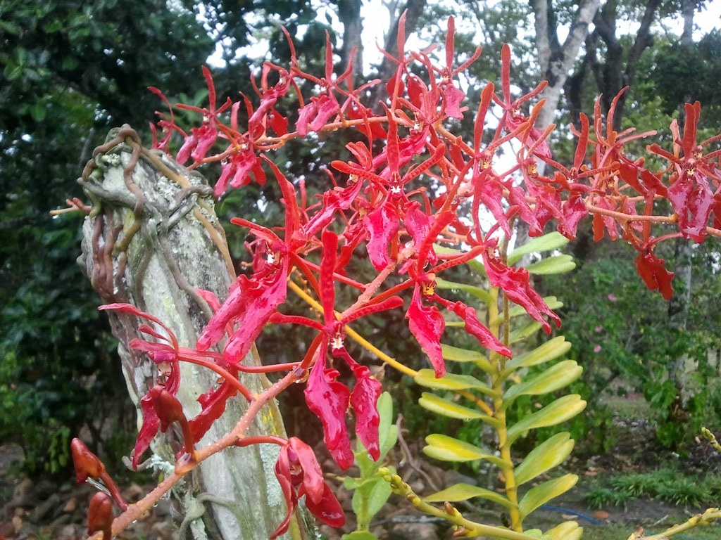 Renanthera1