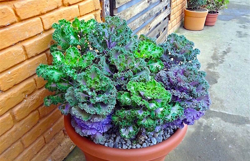 Repolho-ornamental-–-Brassica-oleracea4