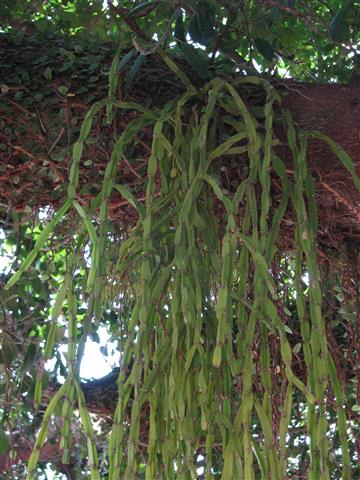 Rhipsalis