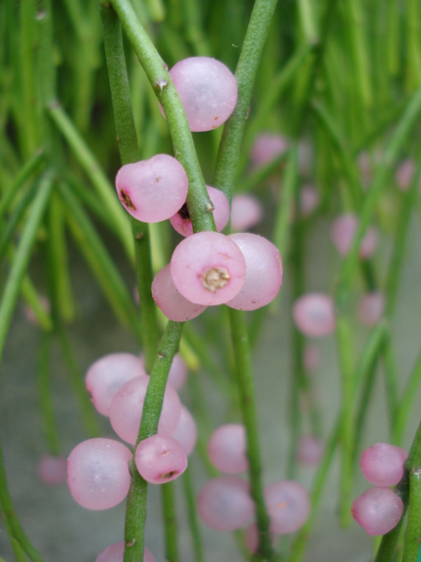 Rhipsalis-baccifera