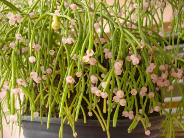 Rhipsalis baccifera