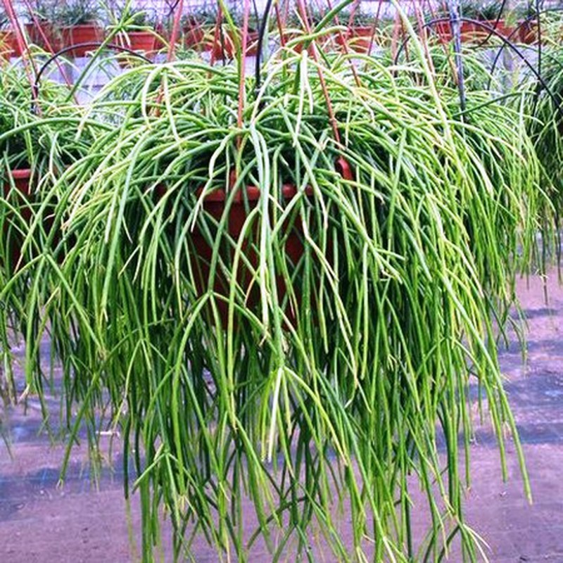 Rhipsalis baccifera1