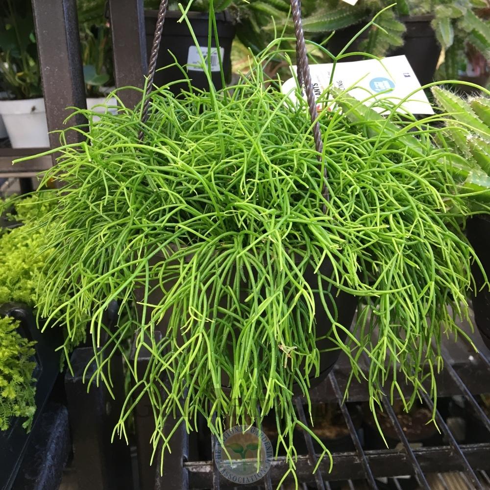 Rhipsalis baccifera9