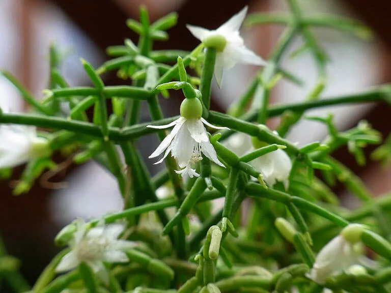 Rhipsalis