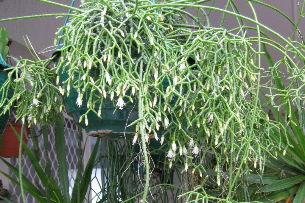 Rhipsalis