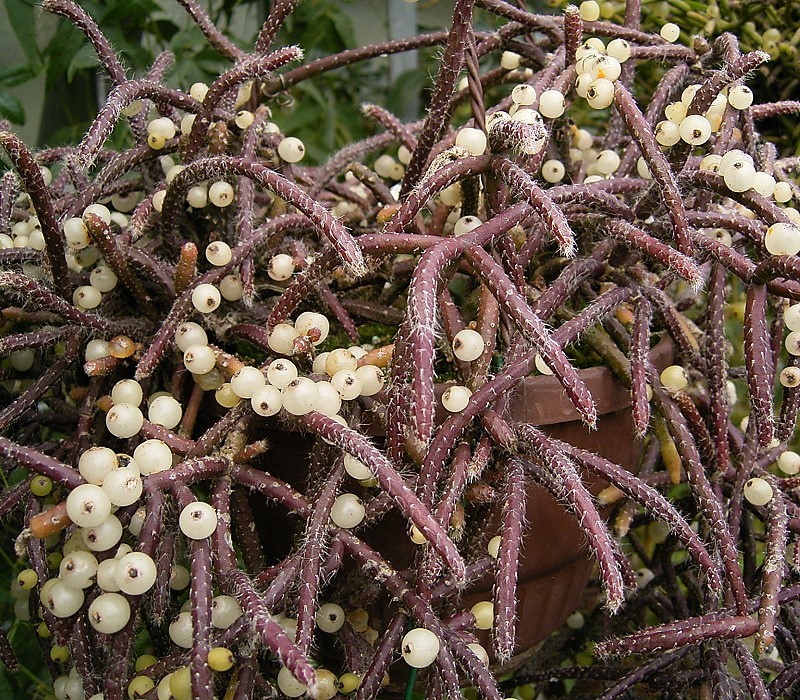 Rhipsalis_baccifera