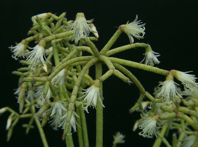 Rhipsalis_flor5jpg